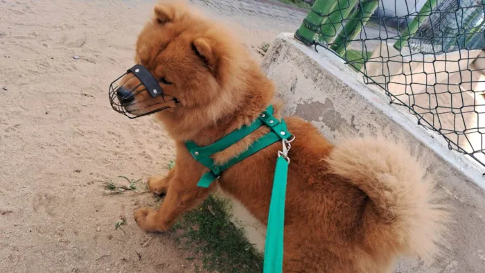 Cachorro ra a Chow Chow idade 1 ano nome Simba