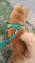 Simba