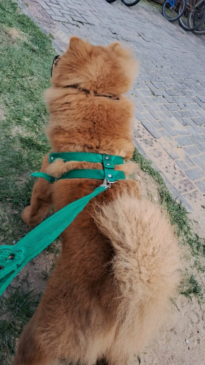Cachorro ra a Chow Chow idade 1 ano nome Simba