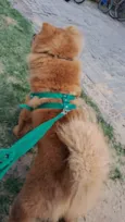 Simba