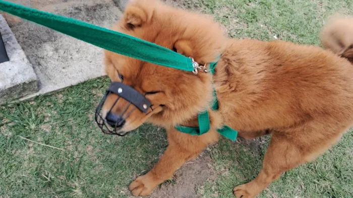 Cachorro ra a Chow Chow idade 1 ano nome Simba