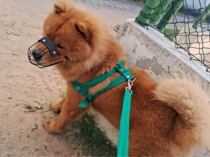 Cachorro ra a Chow Chow idade 1 ano nome Simba