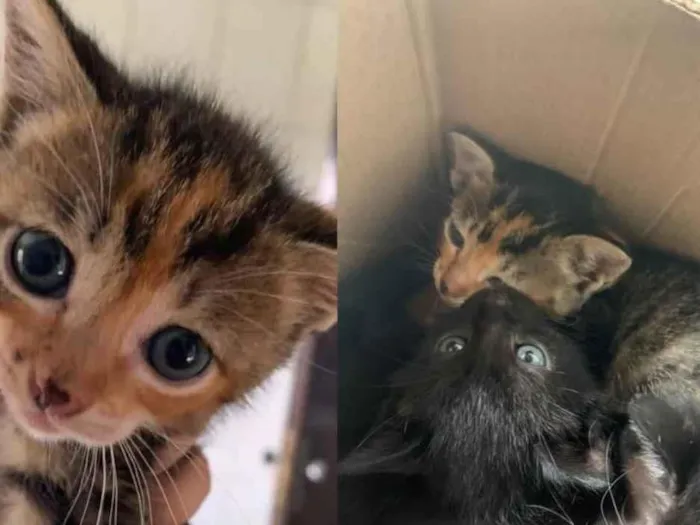 Gato ra a SRD-ViraLata idade 2 a 6 meses nome Sem Nome