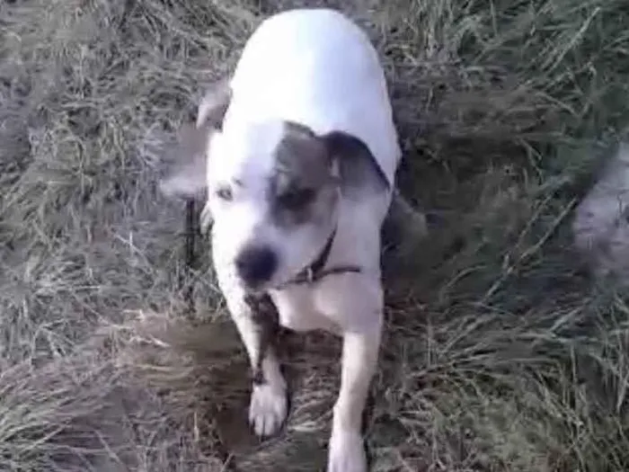 Cachorro ra a SRD-ViraLata idade 3 anos nome Dilma
