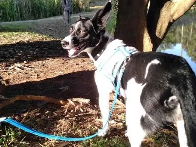 Cachorro ra a SRD-ViraLata idade 3 anos nome Bento