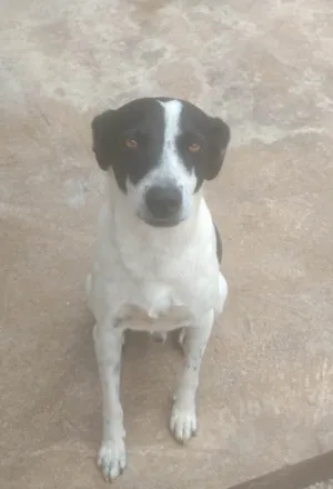 Cachorro raça SRD-ViraLata idade 3 anos nome Gordo 