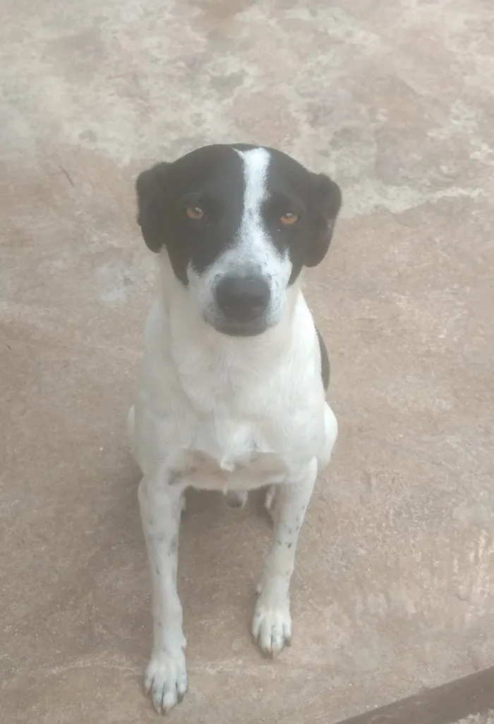 Cachorro ra a SRD-ViraLata idade 3 anos nome Gordo