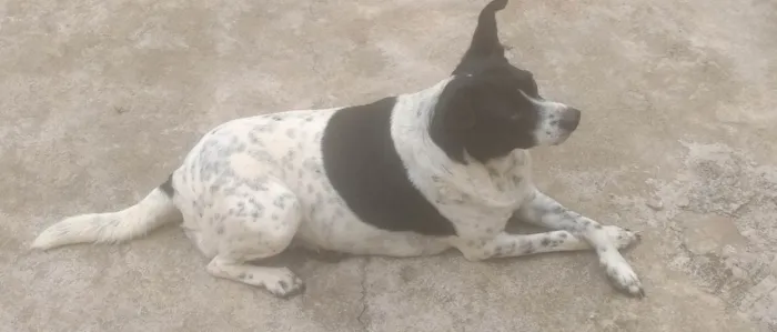 Cachorro ra a SRD-ViraLata idade 5 anos nome Magrela 