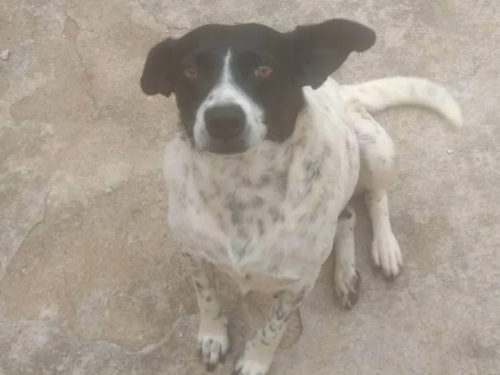 Cachorro ra a SRD-ViraLata idade 5 anos nome Magrela 