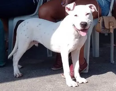 Cachorro ra a Pit Bull  idade 7 a 11 meses nome Thor