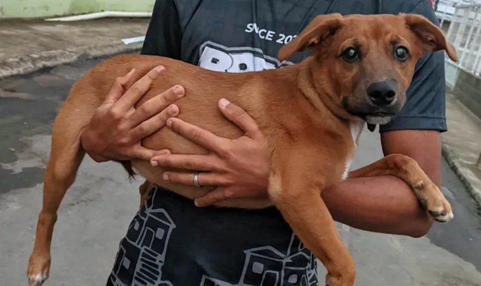 Cachorro ra a Mista idade 2 a 6 meses nome Spyke