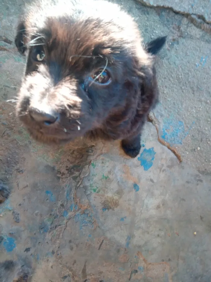 Cachorro ra a SRD-ViraLata idade 2 a 6 meses nome Filhotes 