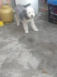 Pipoca