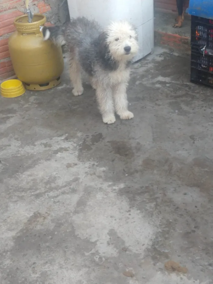 Cachorro ra a Old inglês  idade 7 a 11 meses nome Pipoca
