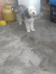 Pipoca