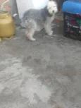 Pipoca