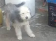 Pipoca