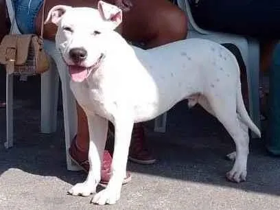 Cachorro ra a Pit Bull  idade 7 a 11 meses nome Thor