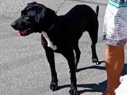 Cachorro ra a Pit Bull com Dalmata idade 6 ou mais anos nome Pitty