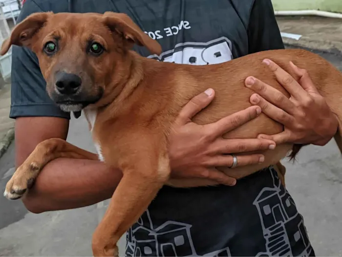 Cachorro ra a Mista idade 2 a 6 meses nome Spyke