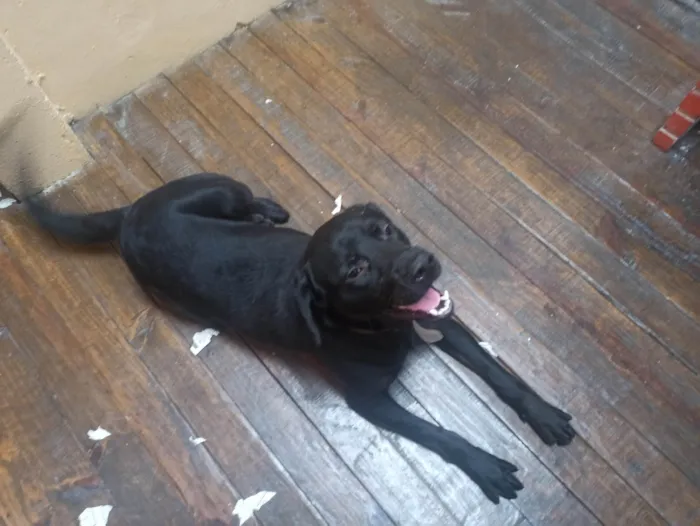 Cachorro ra a Labrador idade 7 a 11 meses nome Apollo