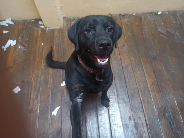 Cachorro ra a Labrador idade 7 a 11 meses nome Apollo