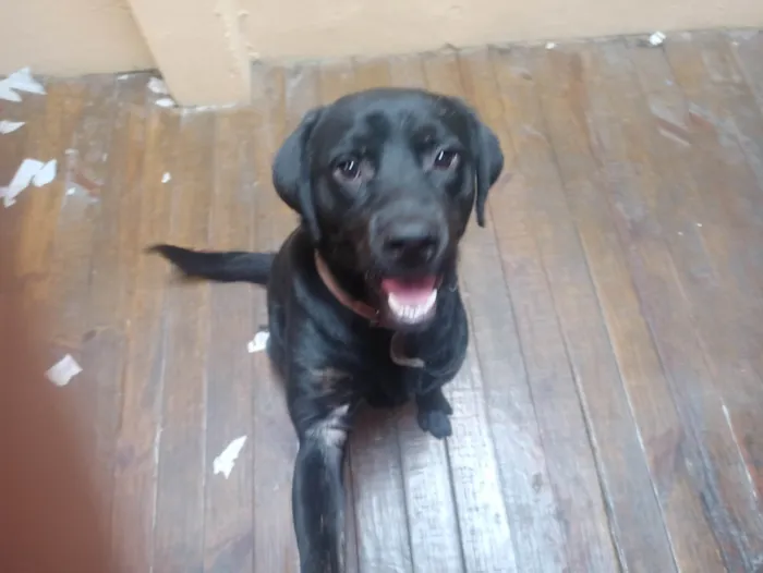 Cachorro ra a Labrador idade 7 a 11 meses nome Apollo