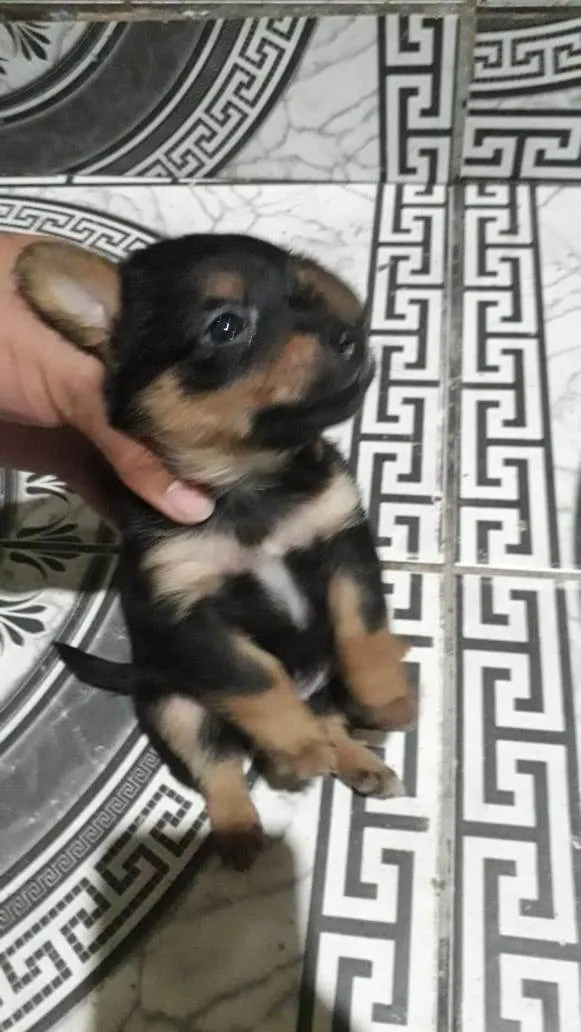 Cachorro ra a SRD-ViraLata idade Abaixo de 2 meses nome Sem nome 