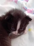 Cookie