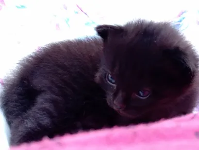 Gato raça  idade 2 a 6 meses nome Amora