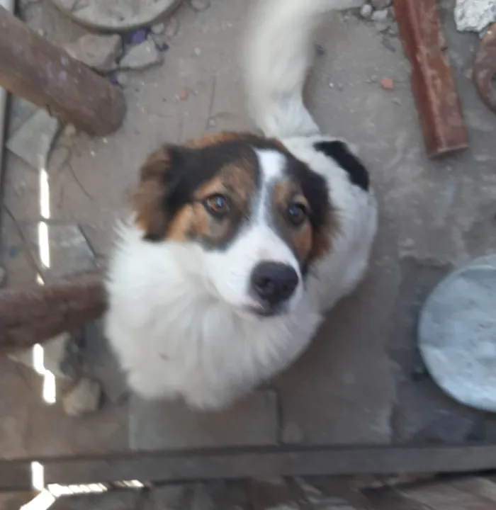 Cachorro ra a Boder collie idade 1 ano nome Tedy