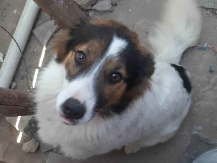 Cachorro ra a Boder collie idade 1 ano nome Tedy