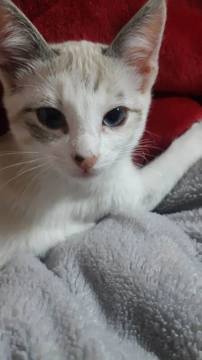 Gato ra a  idade 2 a 6 meses nome Sol