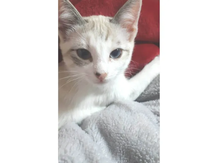 Gato ra a  idade 2 a 6 meses nome Sol