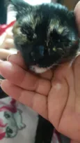 Lua