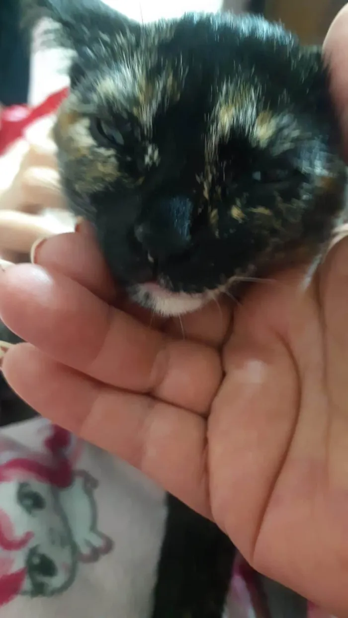 Gato ra a  idade 2 a 6 meses nome Lua