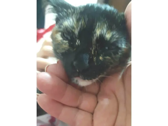 Gato ra a  idade 2 a 6 meses nome Lua