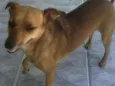 Lolly - Cachorrinha RAIZ