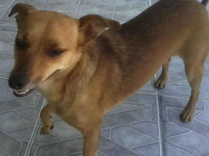 Cachorro ra a SRD_Sem_Raça_Definida idade 6 ou mais anos nome Lolly - Cachorrinha RAIZ