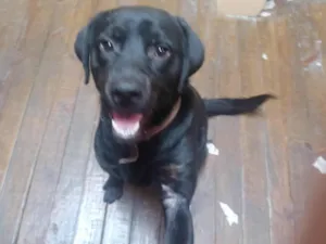 Cachorro raça Labrador idade 7 a 11 meses nome Apollo