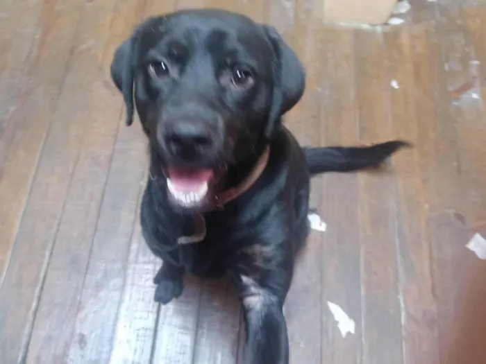 Cachorro ra a Labrador idade 7 a 11 meses nome Apollo