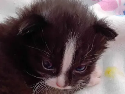 Gato raça  idade 2 a 6 meses nome Cookie 
