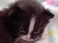 Cookie