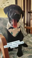 APOLO