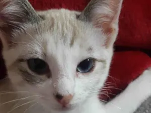 Gato raça  idade 2 a 6 meses nome Sol