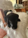 APOLO