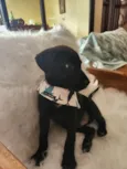 APOLO