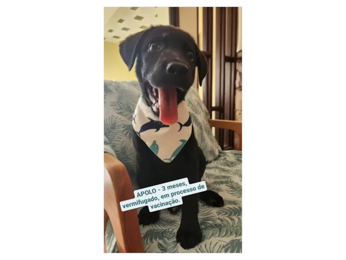 Cachorro ra a Cruza de Labrador com Viralata idade 2 a 6 meses nome APOLO