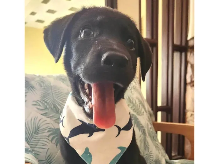 Cachorro ra a Cruza de Labrador com Viralata idade 2 a 6 meses nome APOLO