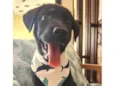 APOLO